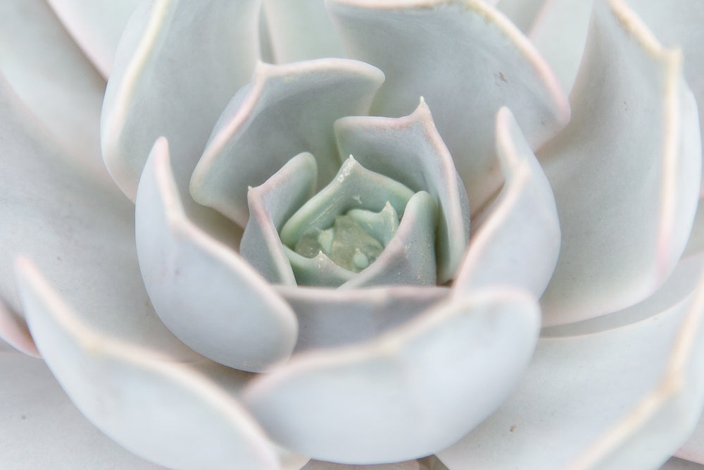 Echeveria lilacina - Ghost Echeveria