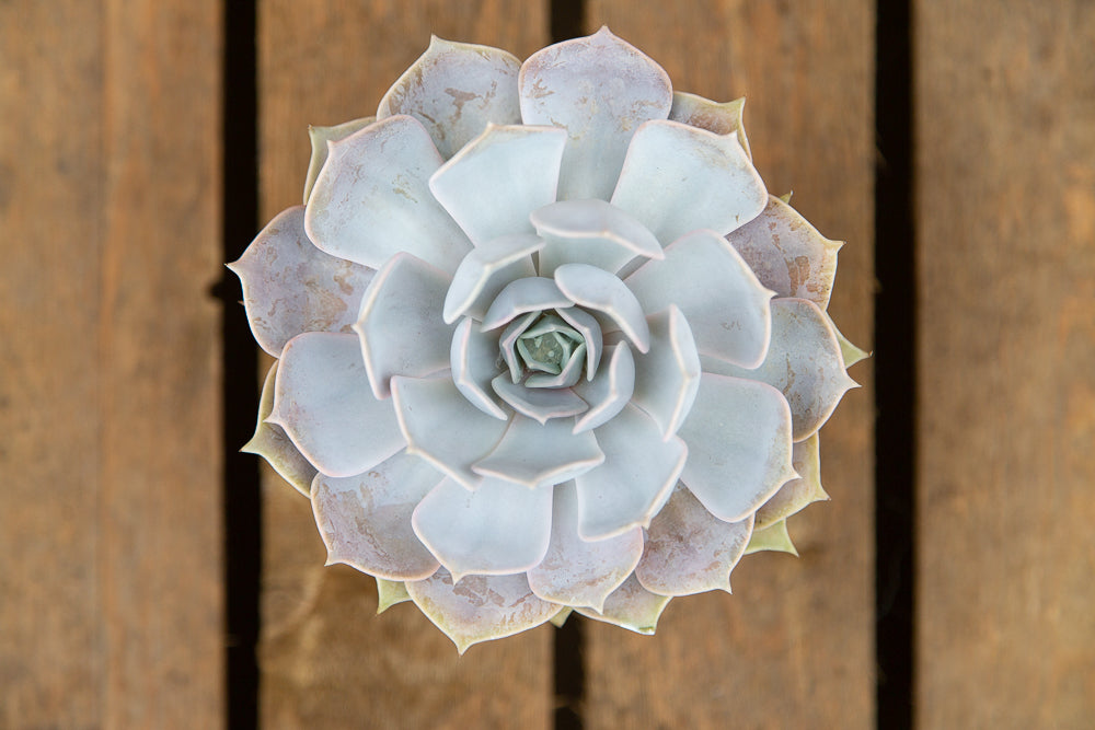 Echeveria lilacina - Ghost Echeveria