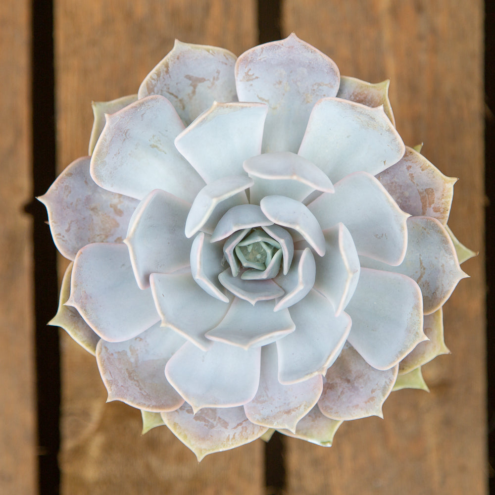 Echeveria lilacina - Ghost Echeveria