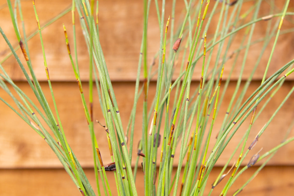 Elegia_tectorum_Thatching_Reed