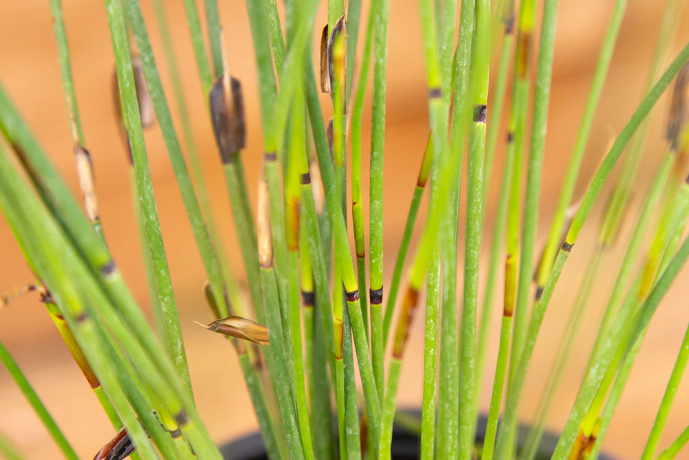 Elegia_tectorum_Thatching_Reed