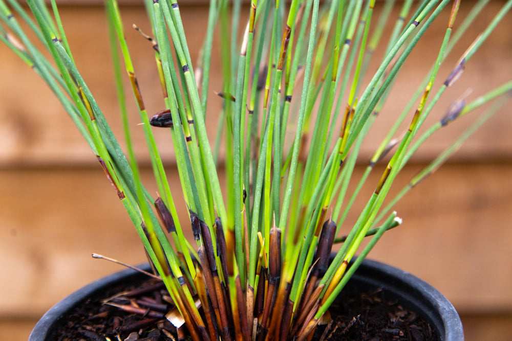 Elegia_tectorum_Thatching_Reed