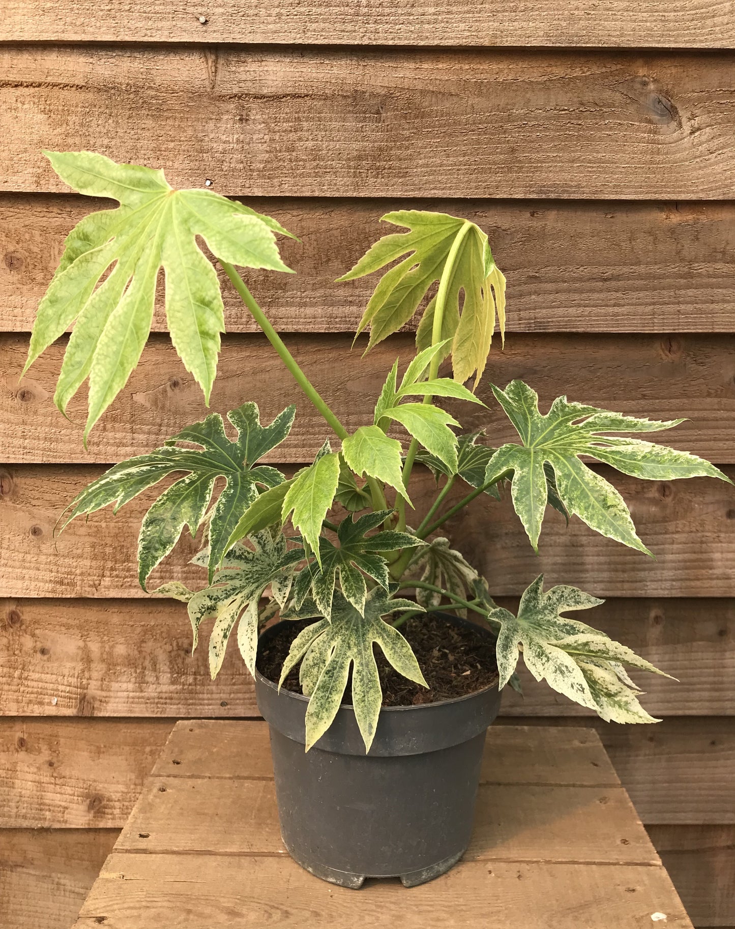 Fatsia Spider's Web