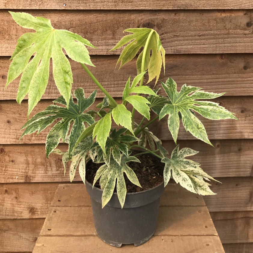 Fatsia Spider's Web