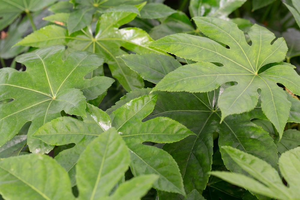 leaves on fatsia japonica