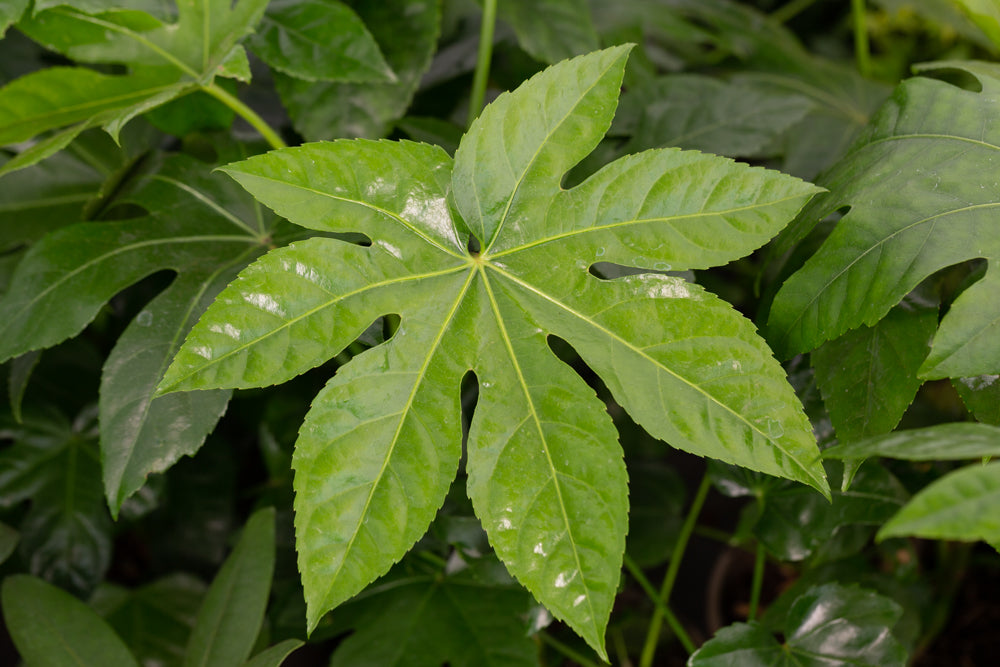 Green fatsia japonica leaves