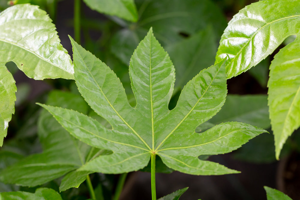 Fatsia japonica leaf