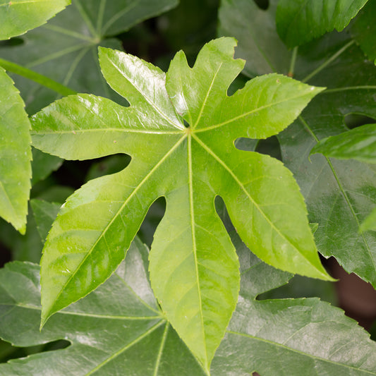 Fatsia japonica (AGM) Japanese aralia