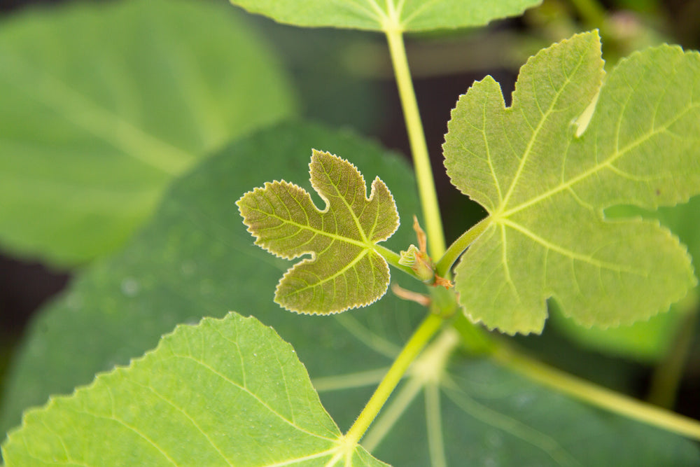 Ficus_Brown_Turkey