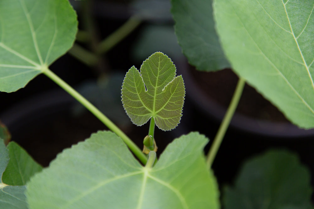 Ficus_Brown_Turkey