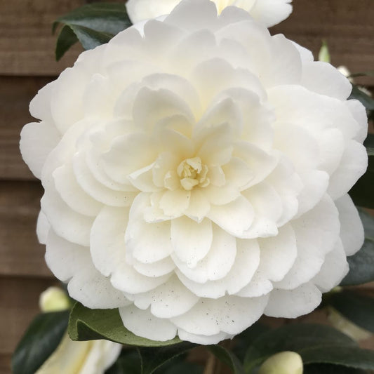 Camellia Golden Anniversary