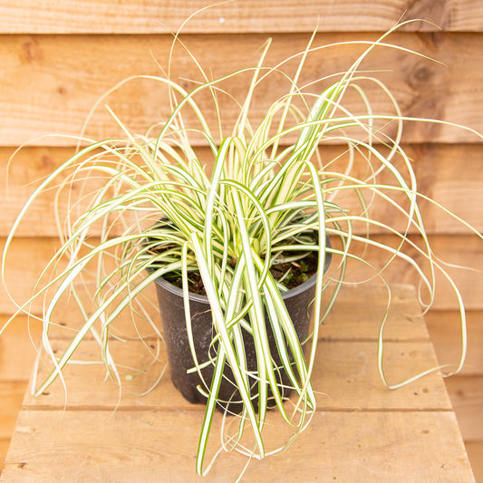 Carex Evergold