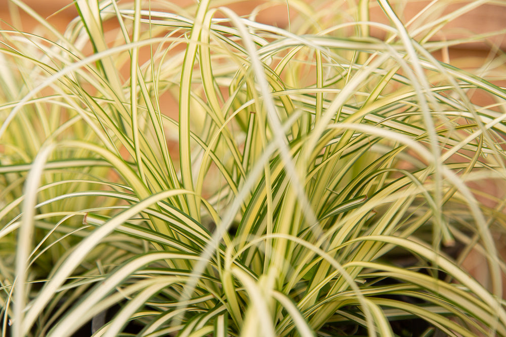 Carex Evergold