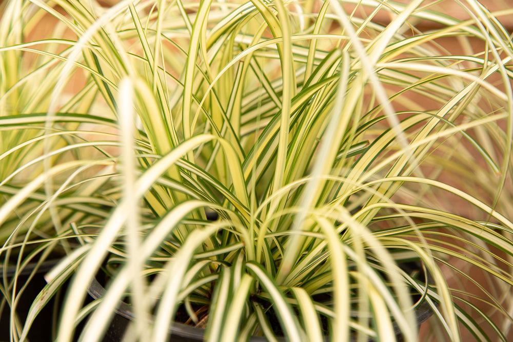 Carex Evergold