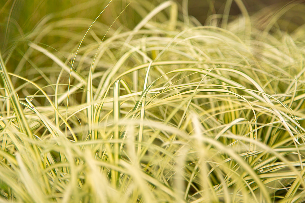 Carex Evergold