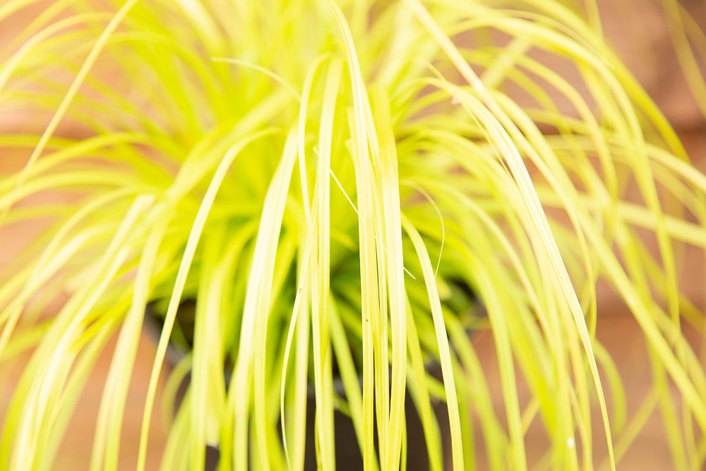 Carex Everillo