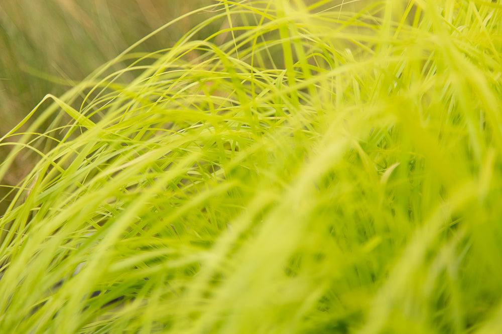 Carex Everillo