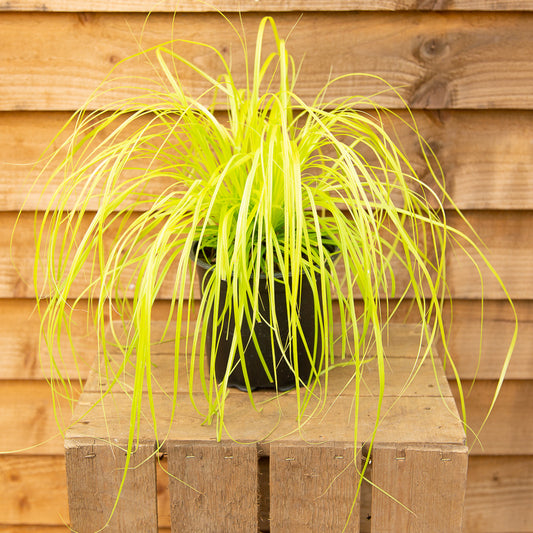 Carex Everillo