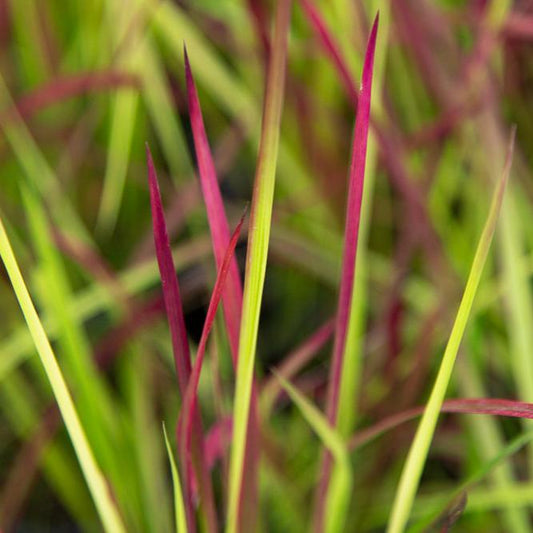 Imperata cylindrica ‘Red Baron’