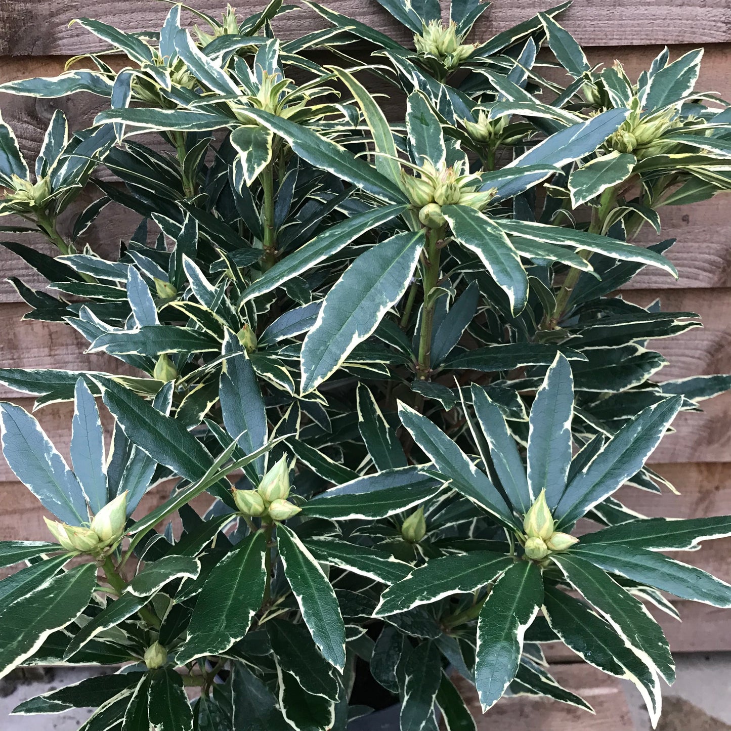 Rhododendron Variagata