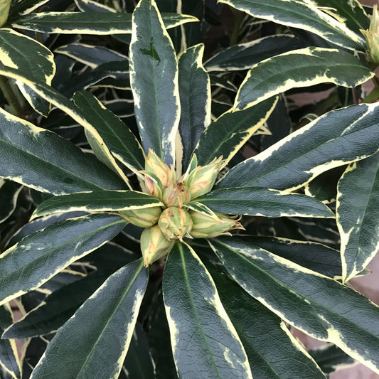 Rhododendron Variagata