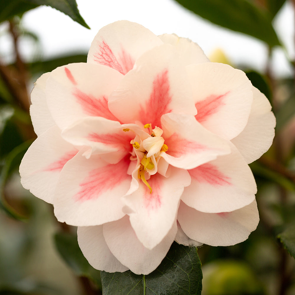 Camellia japonica 'Lady Vansittart'