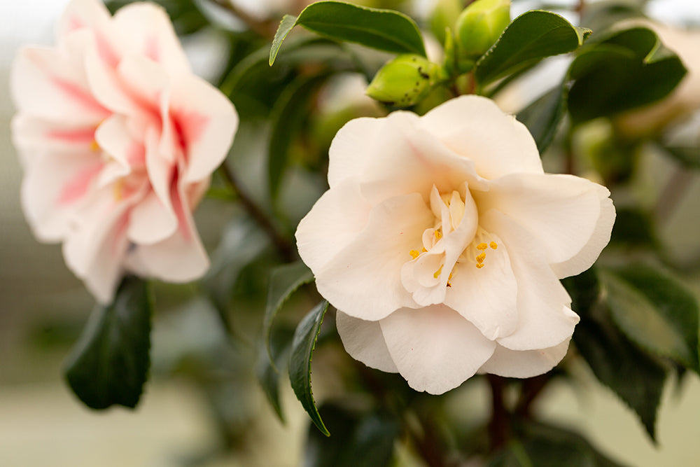 Camellia japonica 'Lady Vansittart'