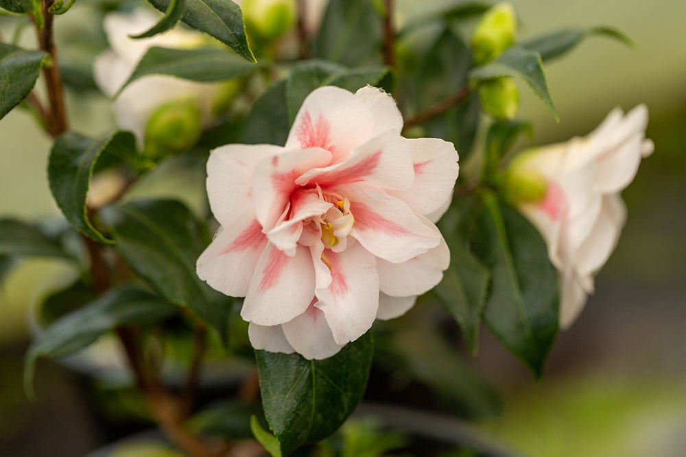Camellia japonica 'Lady Vansittart'