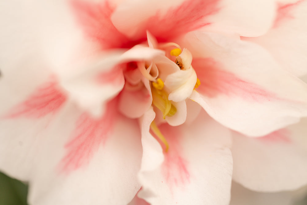 Camellia japonica 'Lady Vansittart'