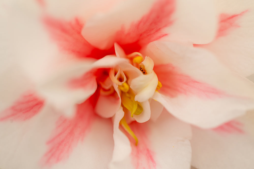 Camellia japonica 'Lady Vansittart'