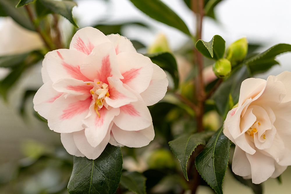 Camellia japonica 'Lady Vansittart'