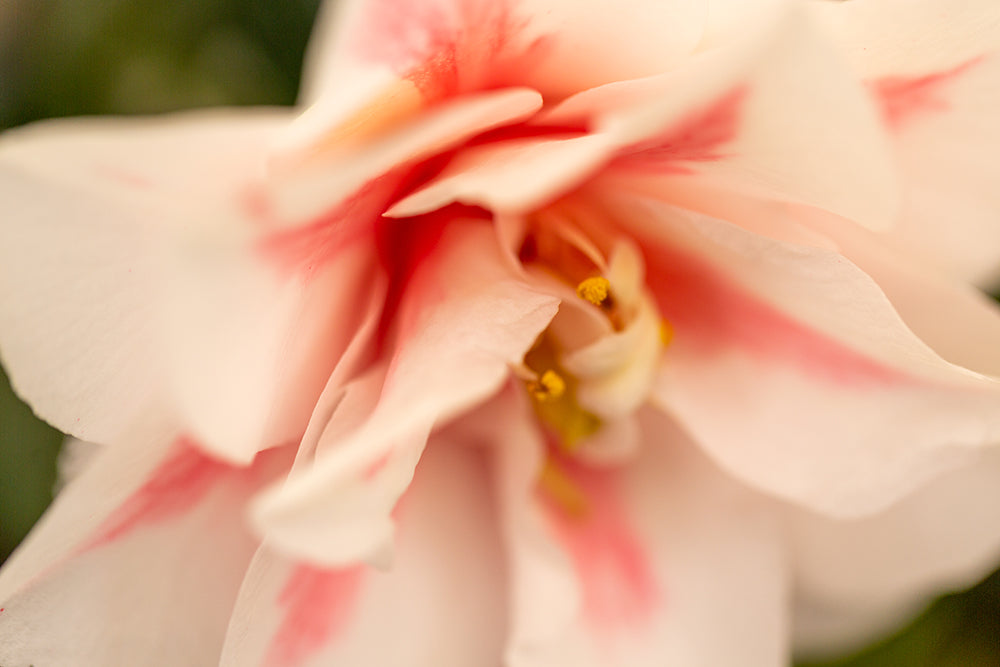 Camellia japonica 'Lady Vansittart'