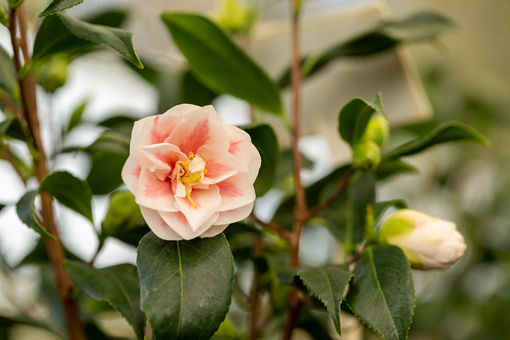 Camellia japonica 'Lady Vansittart'