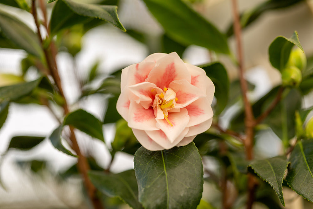 Camellia japonica 'Lady Vansittart'