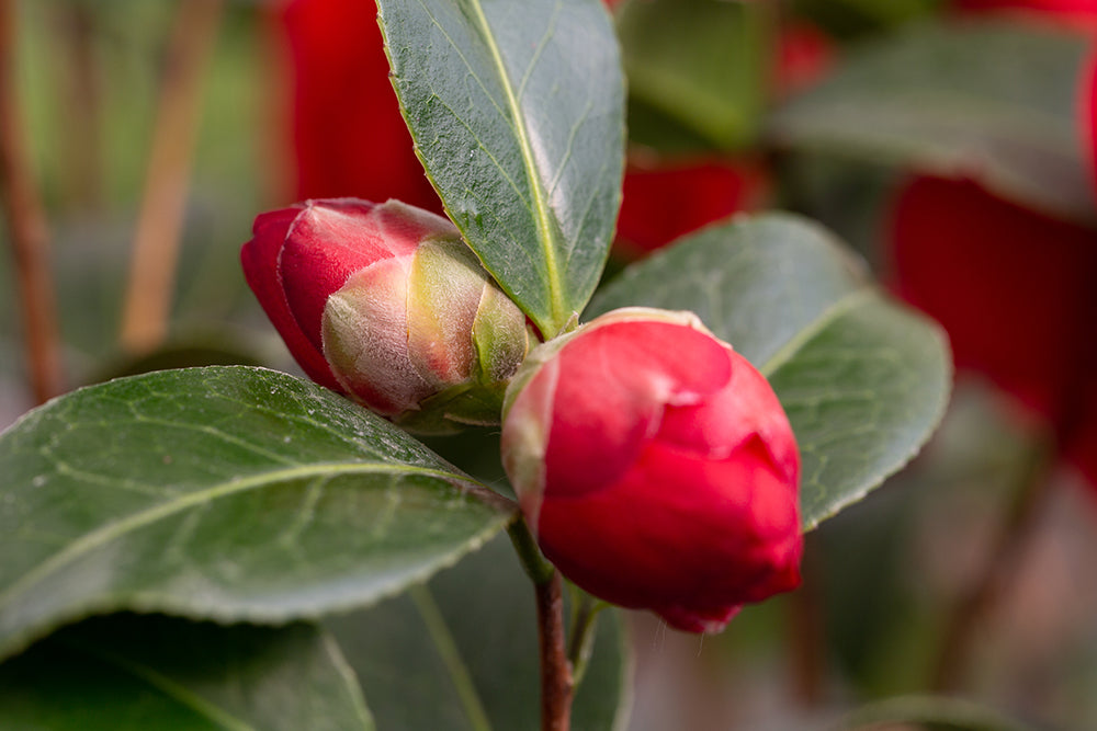 Camellia Les Jury