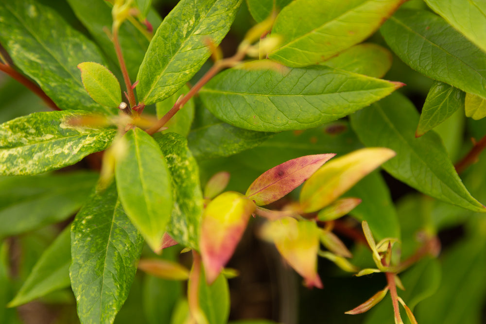 Leucothoe scarletta (‘Zeblid’) Switch Ivy