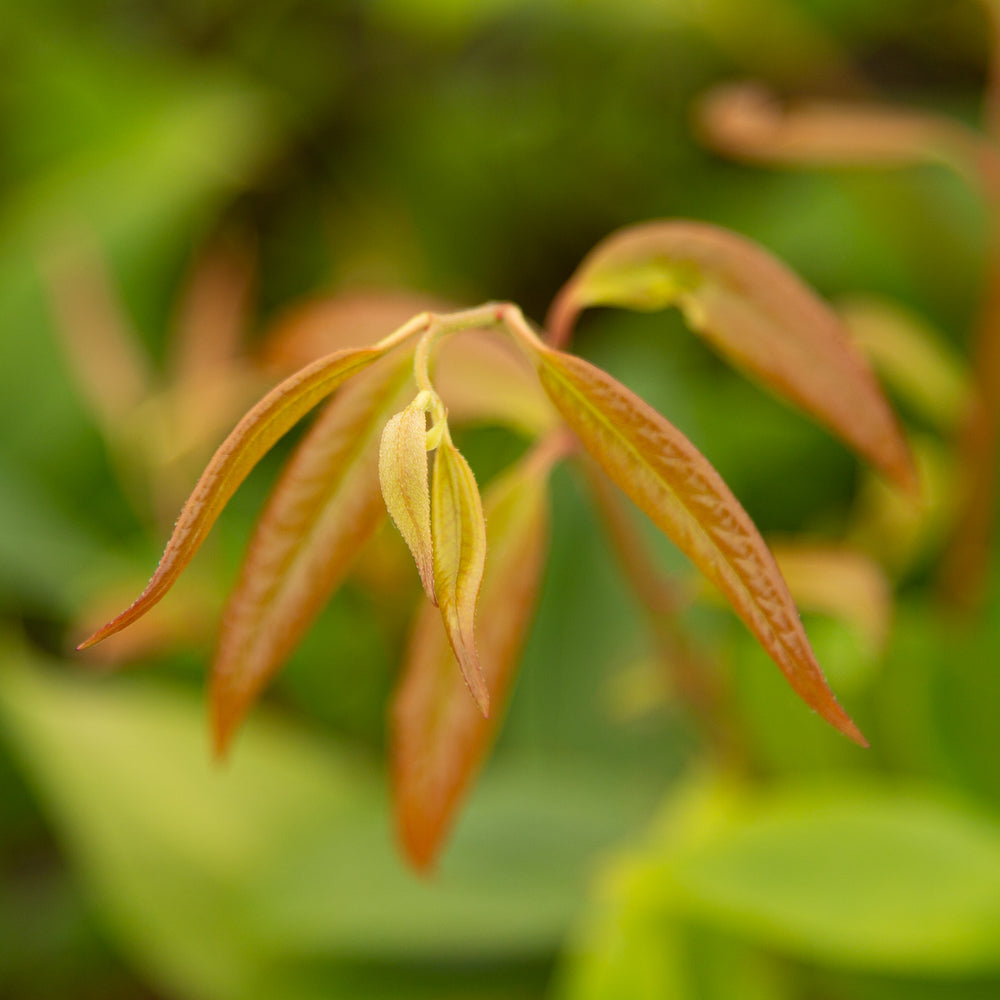 Leucothoe scarletta (‘Zeblid’) Switch Ivy