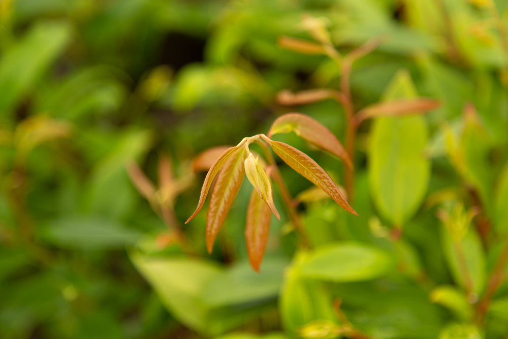 Leucothoe scarletta (‘Zeblid’) Switch Ivy