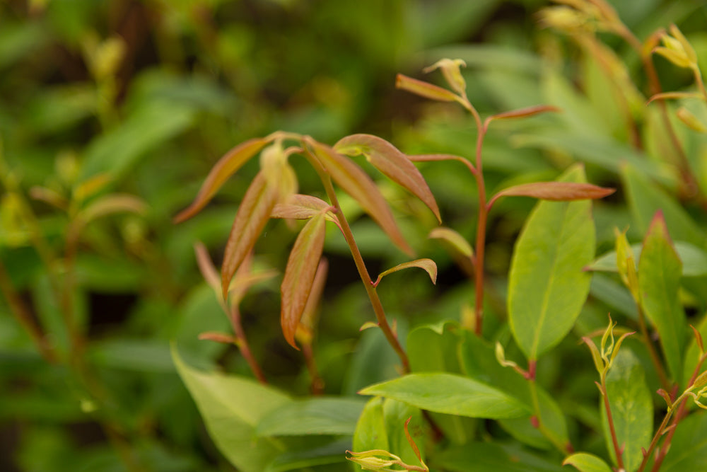 Leucothoe scarletta (‘Zeblid’) Switch Ivy