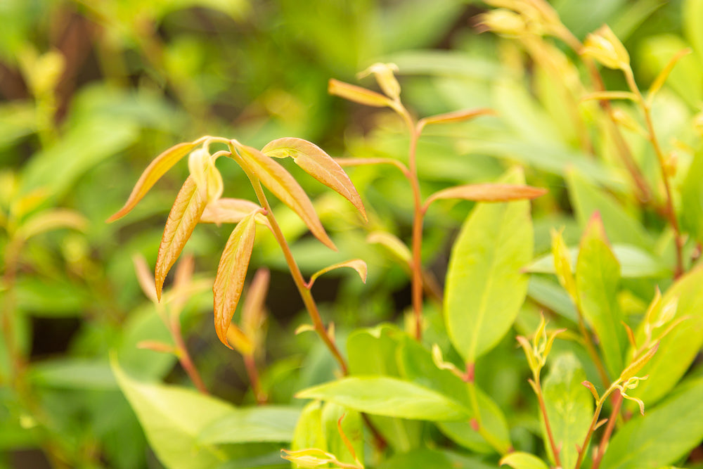 Leucothoe scarletta (‘Zeblid’) Switch Ivy