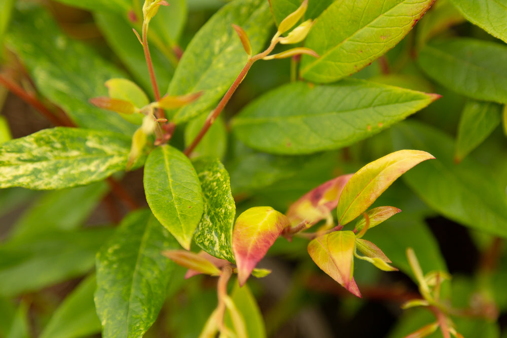 Leucothoe scarletta (‘Zeblid’) Switch Ivy