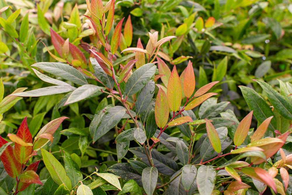 Leucothoe Scarletta