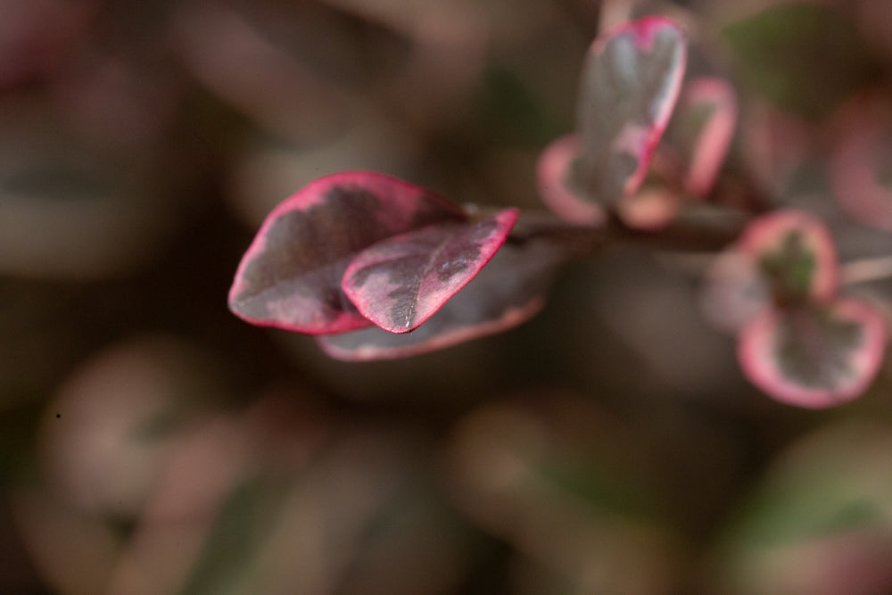 Lophomyrtus_Magic_Dragon
