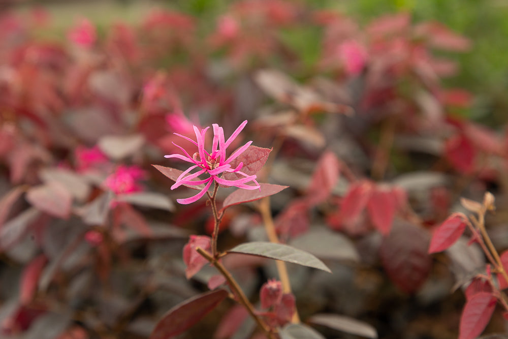 Loropetalum Fire Dance Hot Plants loropetalum-fire-dance-hot-plants