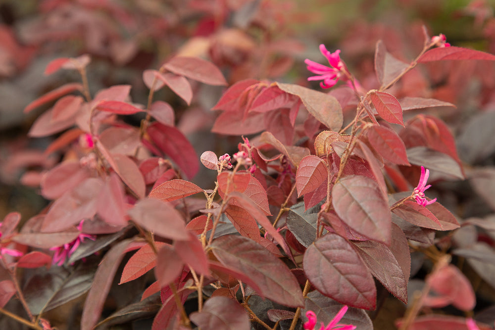 Loropetalum Fire Dance Hot Plants loropetalum-fire-dance-hot-plants