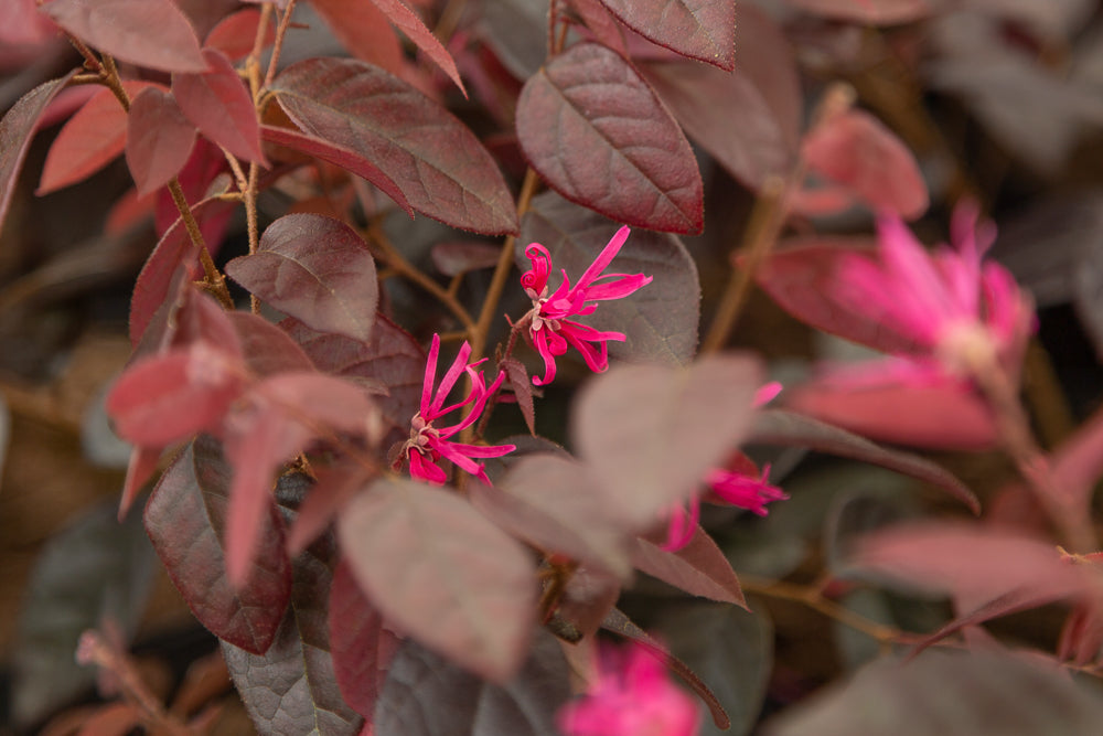 Loropetalum Fire Dance Hot Plants loropetalum-fire-dance-hot-plants