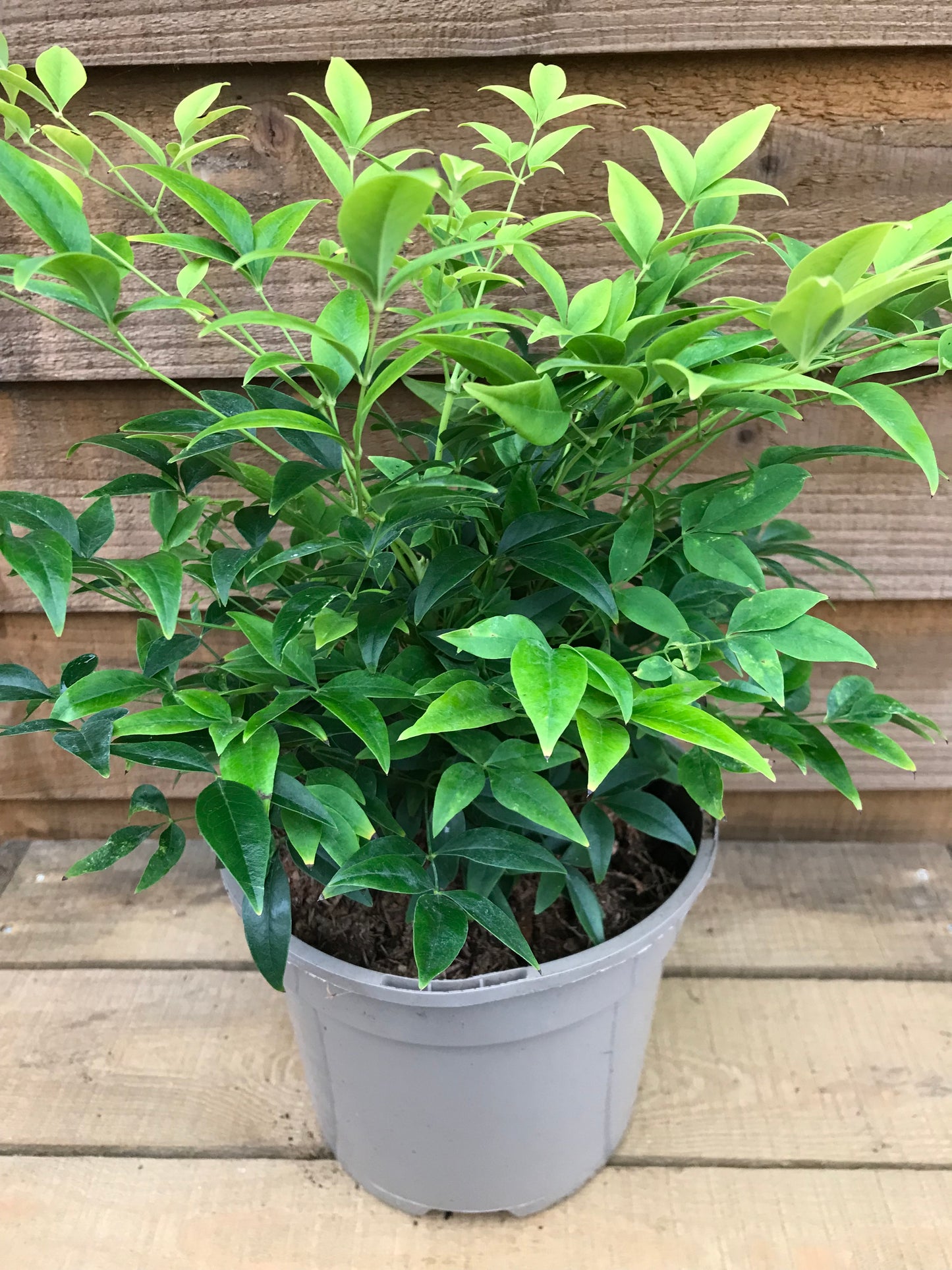 Nandina Lemon and Lime