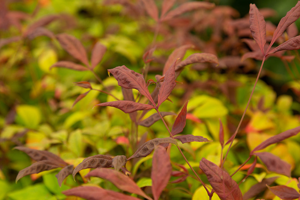 Nandina domestica ‘Fire Power’ Heavenly Bamboo