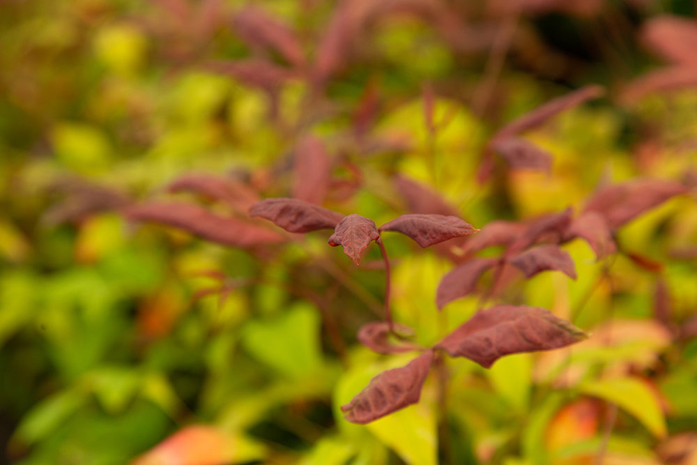 Nandina domestica ‘Fire Power’ Heavenly Bamboo