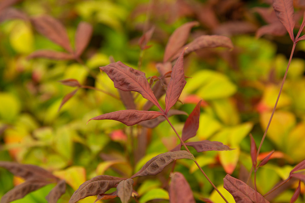 Nandina domestica ‘Fire Power’ Heavenly Bamboo